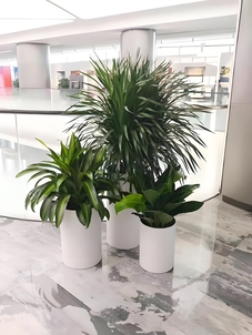 惊叹！宁波北仑绿植租赁，服务好到惊艳众人